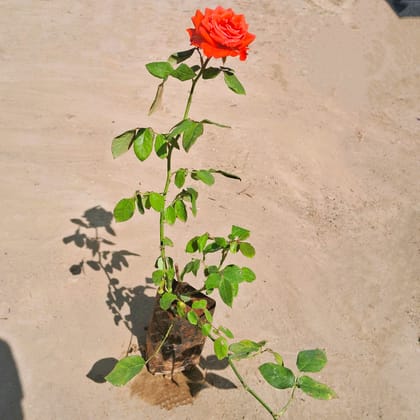 English Rose / Gulab (any colour) in 4 Inch Nursery Bag