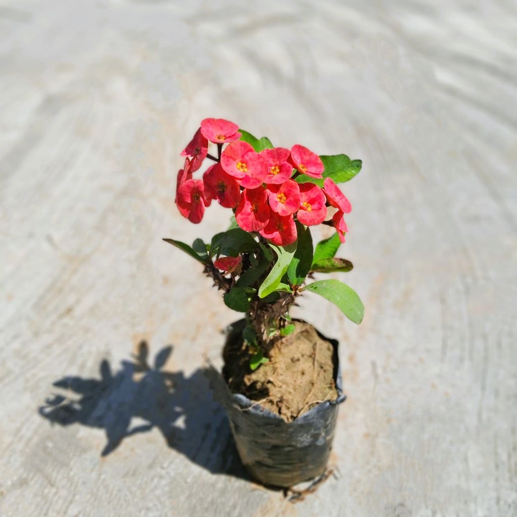 Euphorbia Mili in 6 Inch Nursery Bag