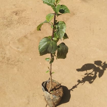 Hibiscus / Gudhal (any colour) in 4 Inch Nursery Bag