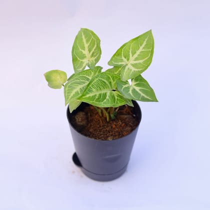 Syngonium Light Green in 4 Inch Florence Self Watering Pot