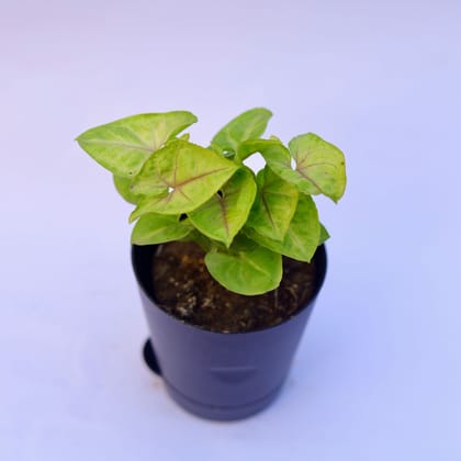 Syngonium Golden in 4 Inch Florence Self Watering Pot