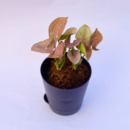 Syngonium Pink in 4 Inch Florence Self Watering Pot