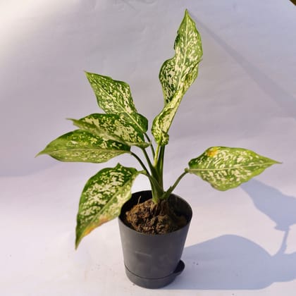 Aglaonema Snow White in 4 Inch Florence Self Watering Pot