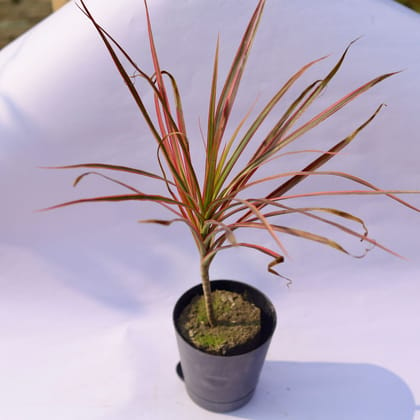 Dracaena Colorama Red in 4 Inch Florence Self Watering Pot