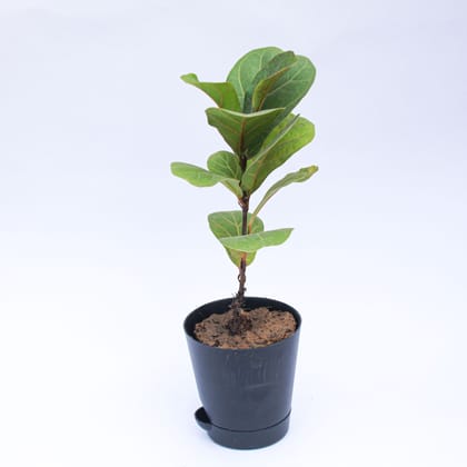 Fiddle Leaf Fig / Ficus Lyrata in 4 Inch Florence Self Watering Pot