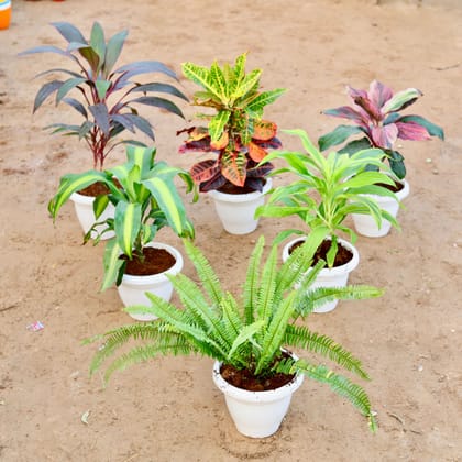 Buy Set of 6 - Hawaiian Ti Red, Croton Petra, Dracaena Cordyline Broad Leaf, Dracaena fragrans, Dracaena Limelight & Boston Fern in 10 Inch Classy White Plastic Pot Online | Urvann.com