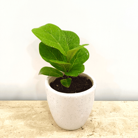 Fiddle Leaf Fig in 4 Inch Classy Ceramic Pot