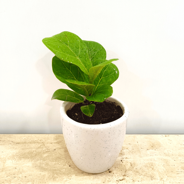 Fiddle Leaf Fig in 4 Inch Classy Ceramic Pot