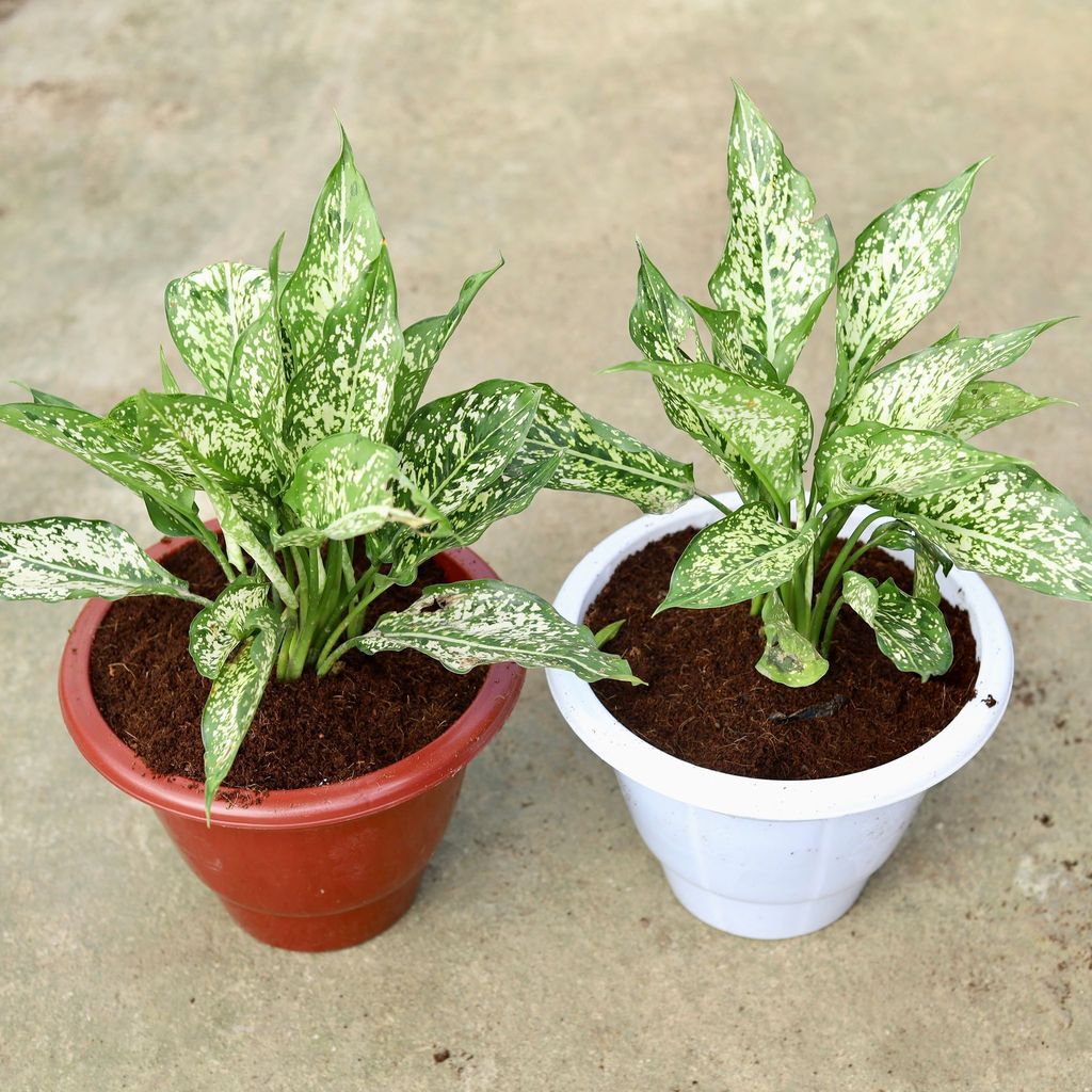 Buy Set of 2 - Aglaonema Snow White In 10 Inch Classy Red & White Plastic Pot Online | Urvann.com Set of 2 - Aglaonema Snow White in 10 Inch Classy Red & White Plastic Pot