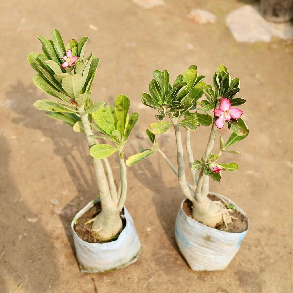 Set of 2 - Adenium Pink  in 8' Inch Nursery Bag