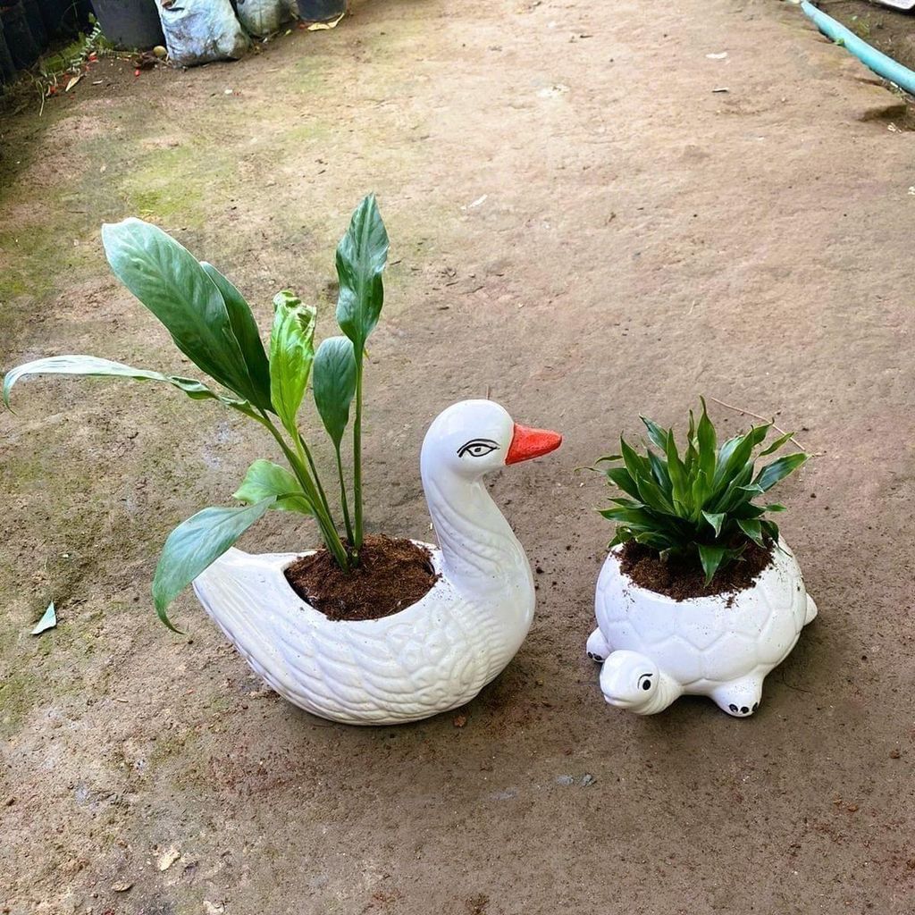 Buy Set of 2 - Dracaena Compecta & Peace Lily in 6 Inch Animal Designer Ceramic Pot (any design) Online | Urvann.com Set of 2 - Dracaena Compacta & Peace Lily in 6 Inch Animal Designer Ceramic Pot (any design)