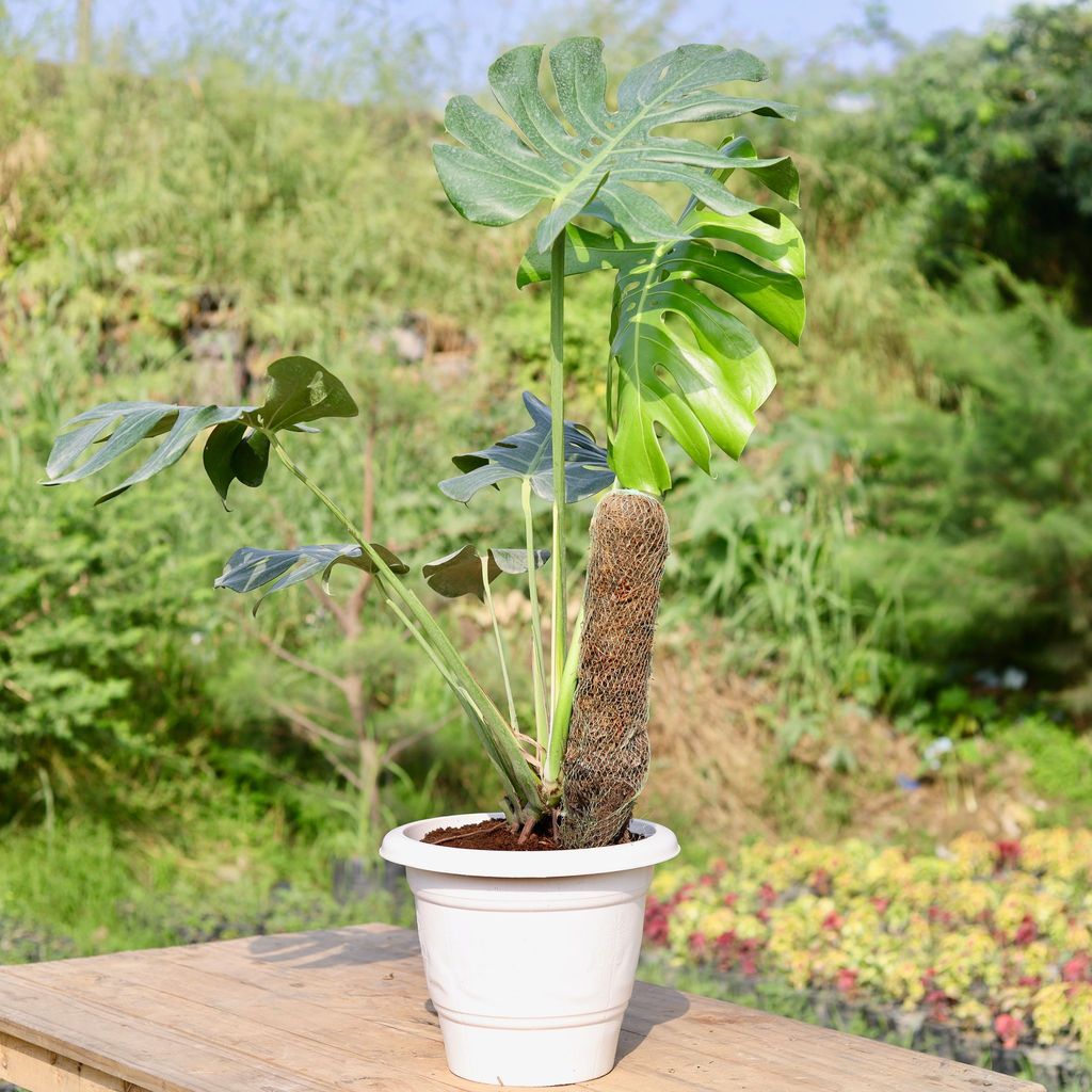 Monstera Deliciosa (~ 2 Ft) with Moss Stick in 12 Inch Classy White Plastic Pot