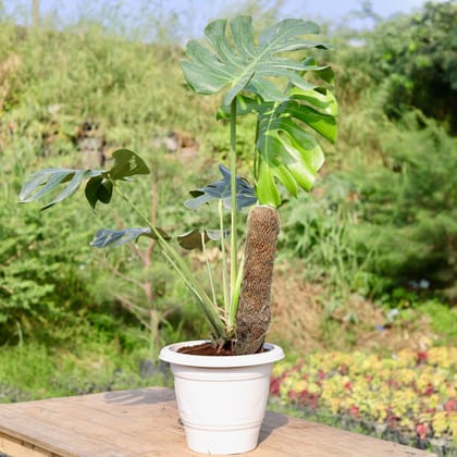 Buy Monstera Deliciosa (~ 2 Ft) with Moss Stick in 12 Inch Classy White Plastic Pot Online | Urvann.com