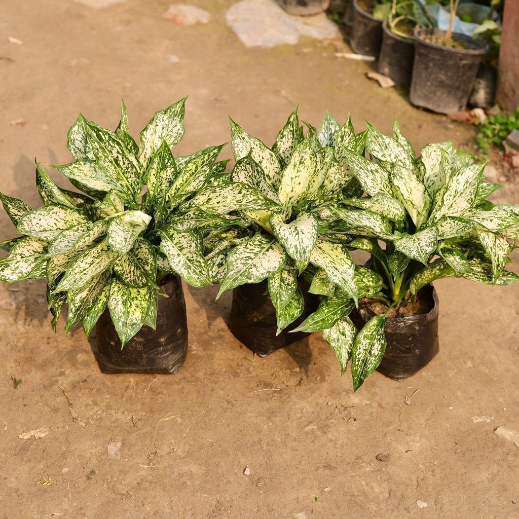 Set of 3 - Aglaonema Snow White in 7 Inch Nursery Bag