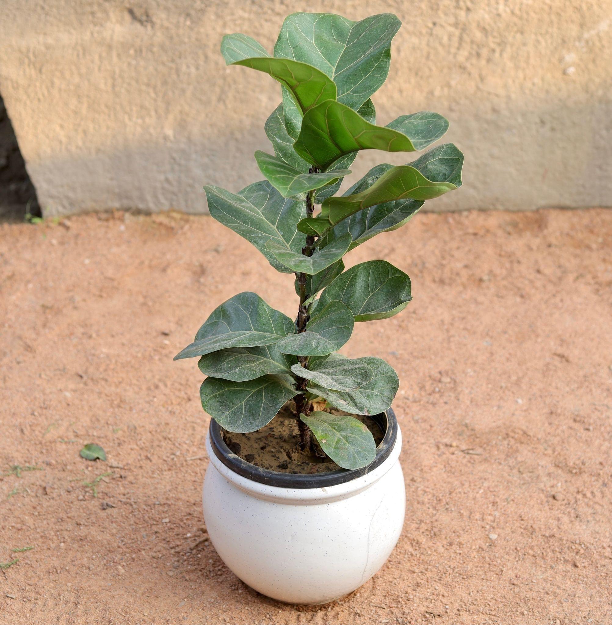 Fiddle Leaf Fig / Ficus Lyrata in 8 Inch Matka Ceramic Pot (Any Design, Colour)