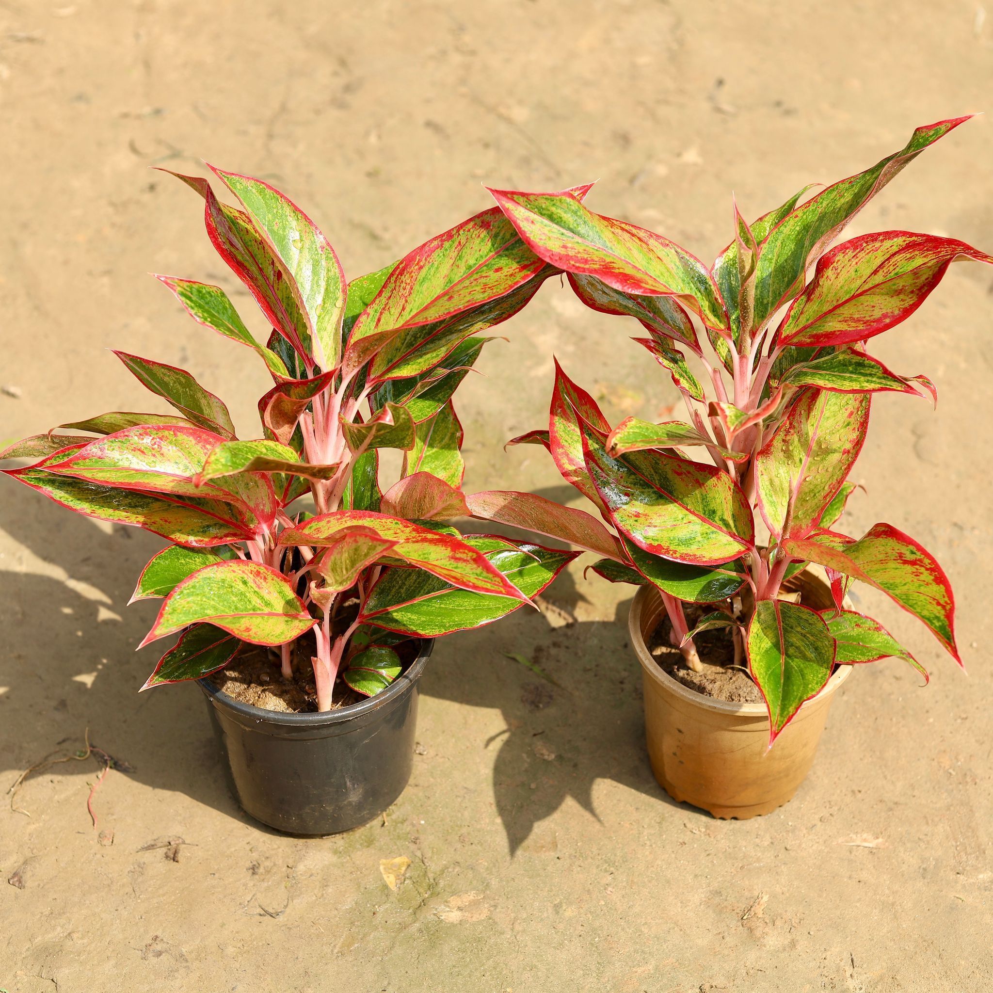Set of 2 - Aglaonema Lipstick Multi Stem in 6 Inch Nursery Pot