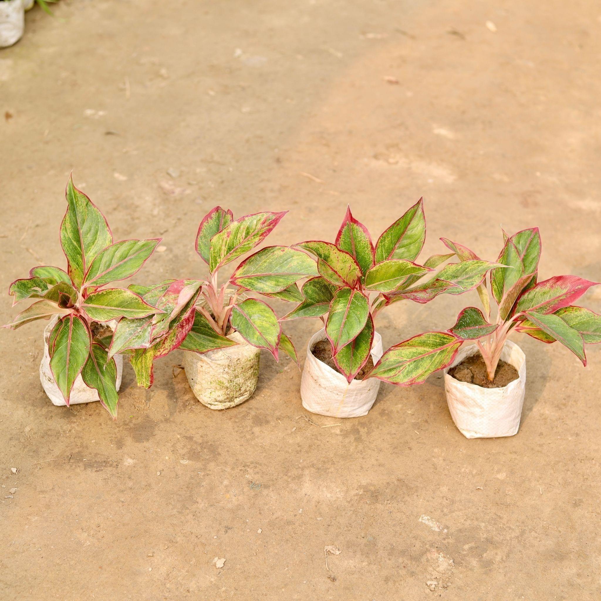 Set of 4 - Aglaonema Lipstick in 5 Inch Nursery Bag