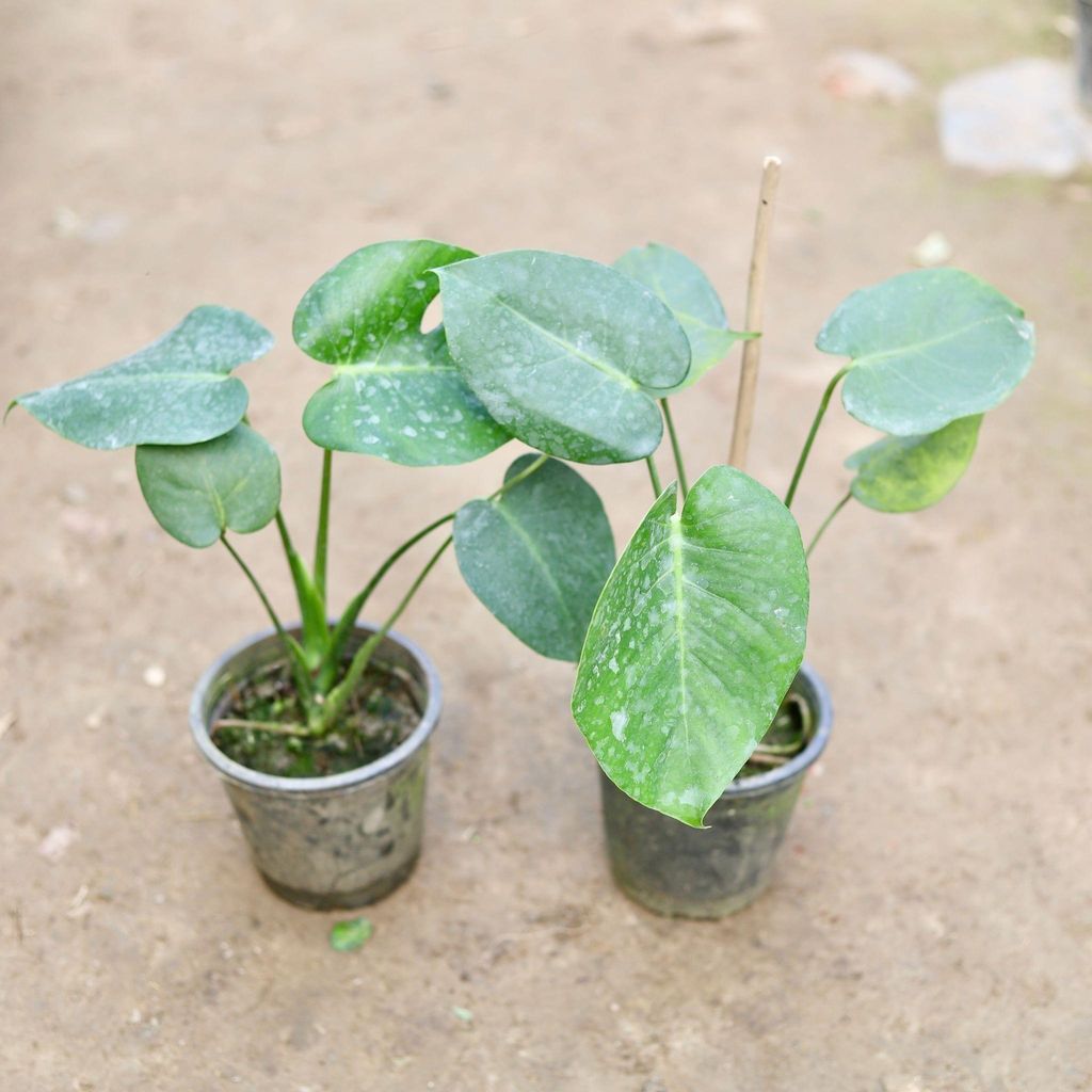 Buy Set of 2 - Philodendron Monstera Broad Leaves in 6 Inch Nursery Pot Online | Urvann.com Set of 2 - Philodendron Monstera Broad Leaves in 6 Inch Nursery Pot