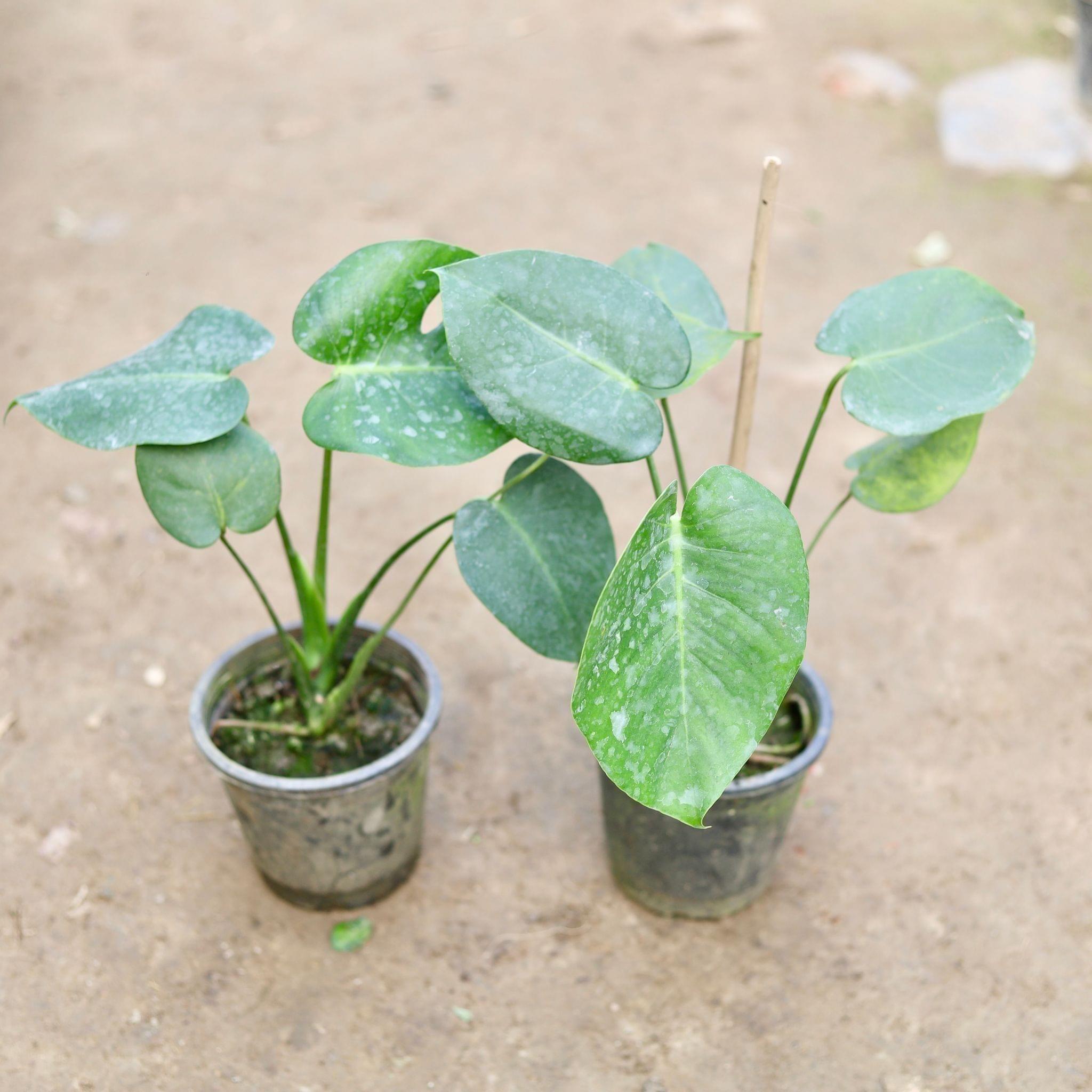 Set of 2 - Philodendron Monstera Broad Leaves in 6 Inch Nursery Pot