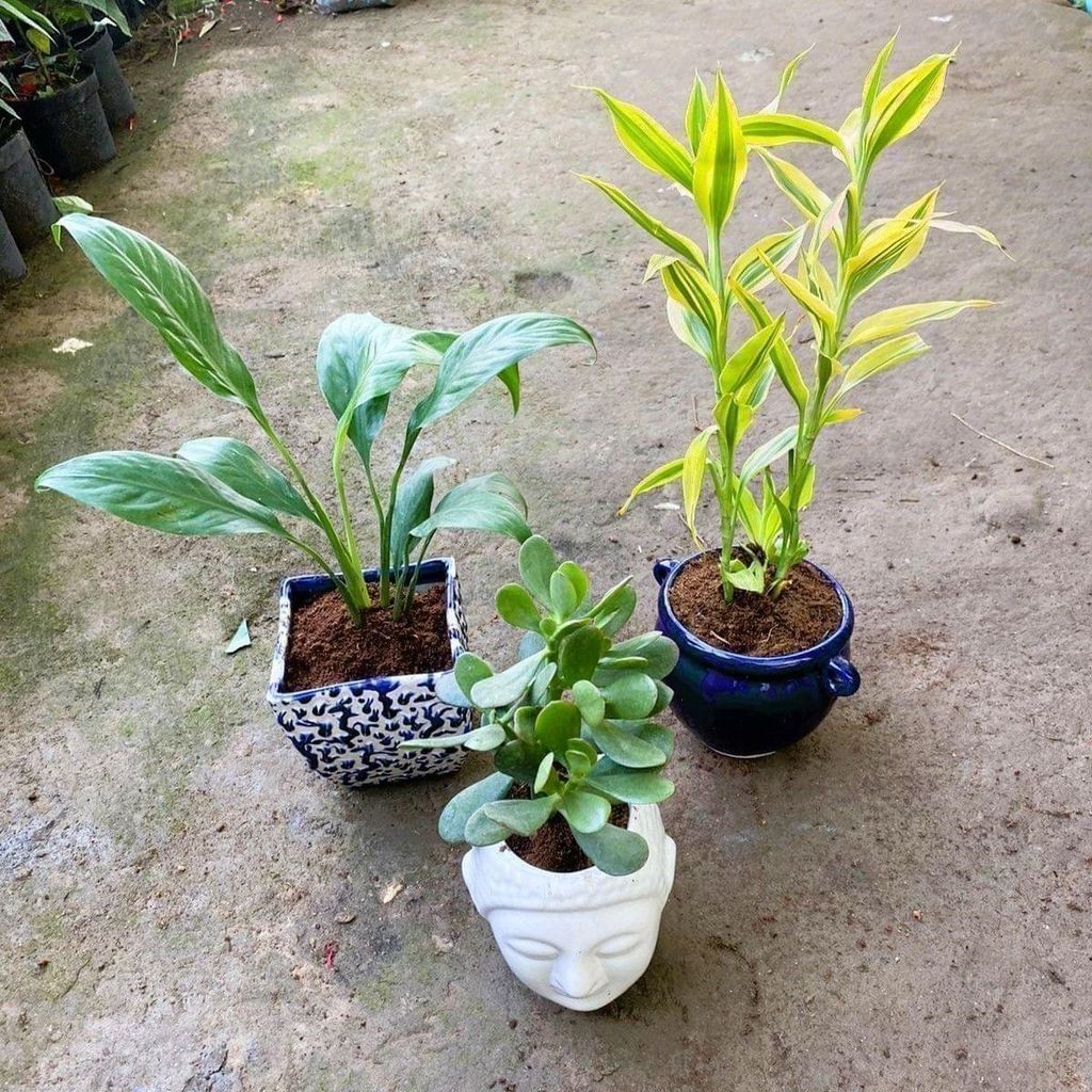 Set of 3 - Peace Lily, Jade & Lucky Bamboo in 5 Inch Designer Ceramic Pots (Colour & Design May Vary)