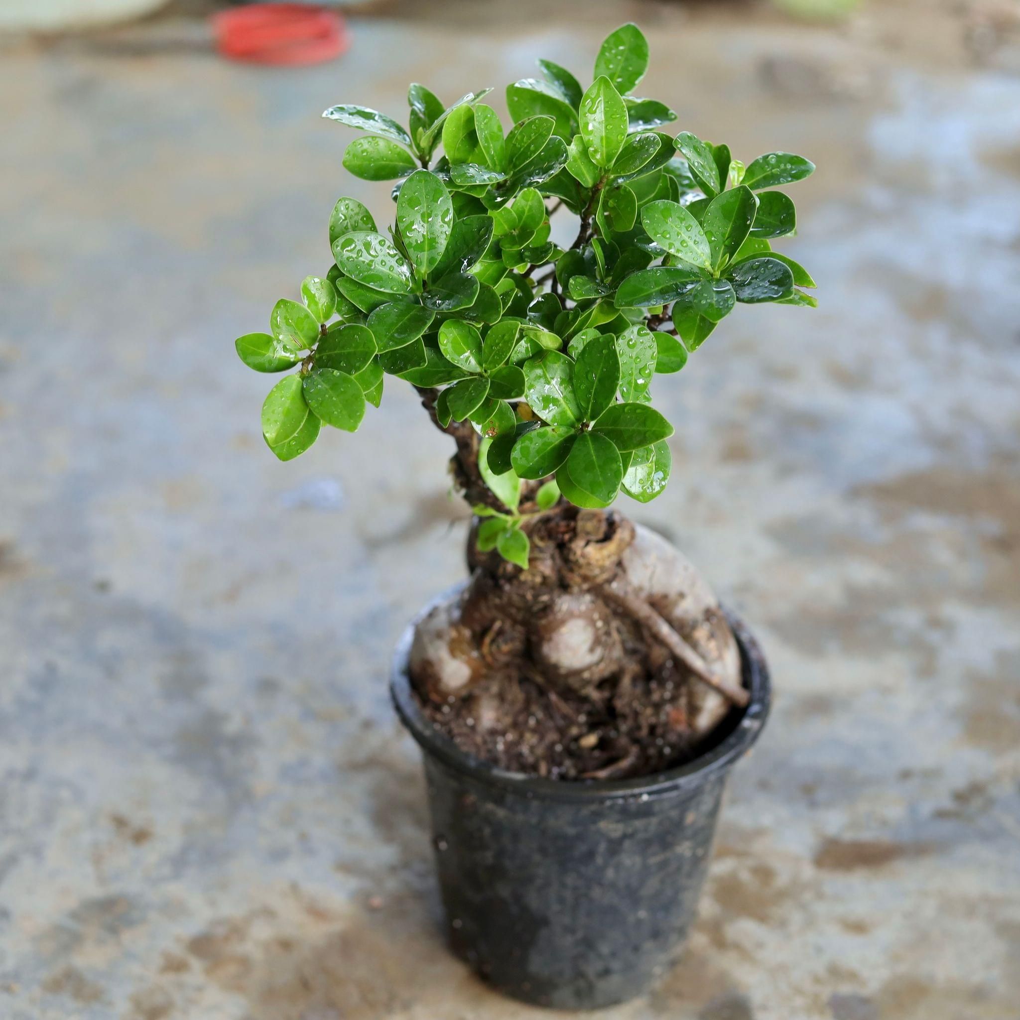 Ficus Bonsai in 6 Inch Nursery Pot