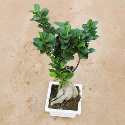 Buy Ficus Microcarpa in 6 Inch White Rectangular Plastic Pot in 5 Inch Nursery Bag Online | Urvann.com