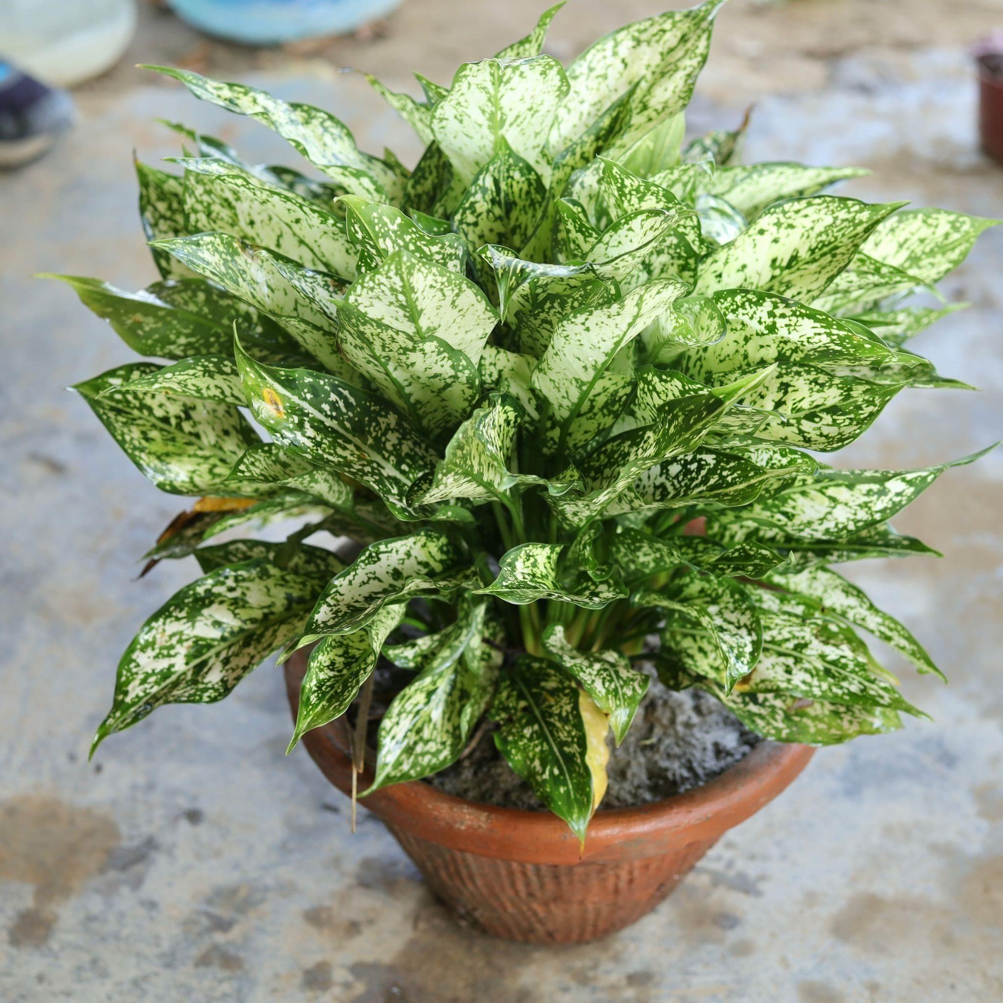 Aglaonema Snow White Bush in 12 Inch Terracotta Pot