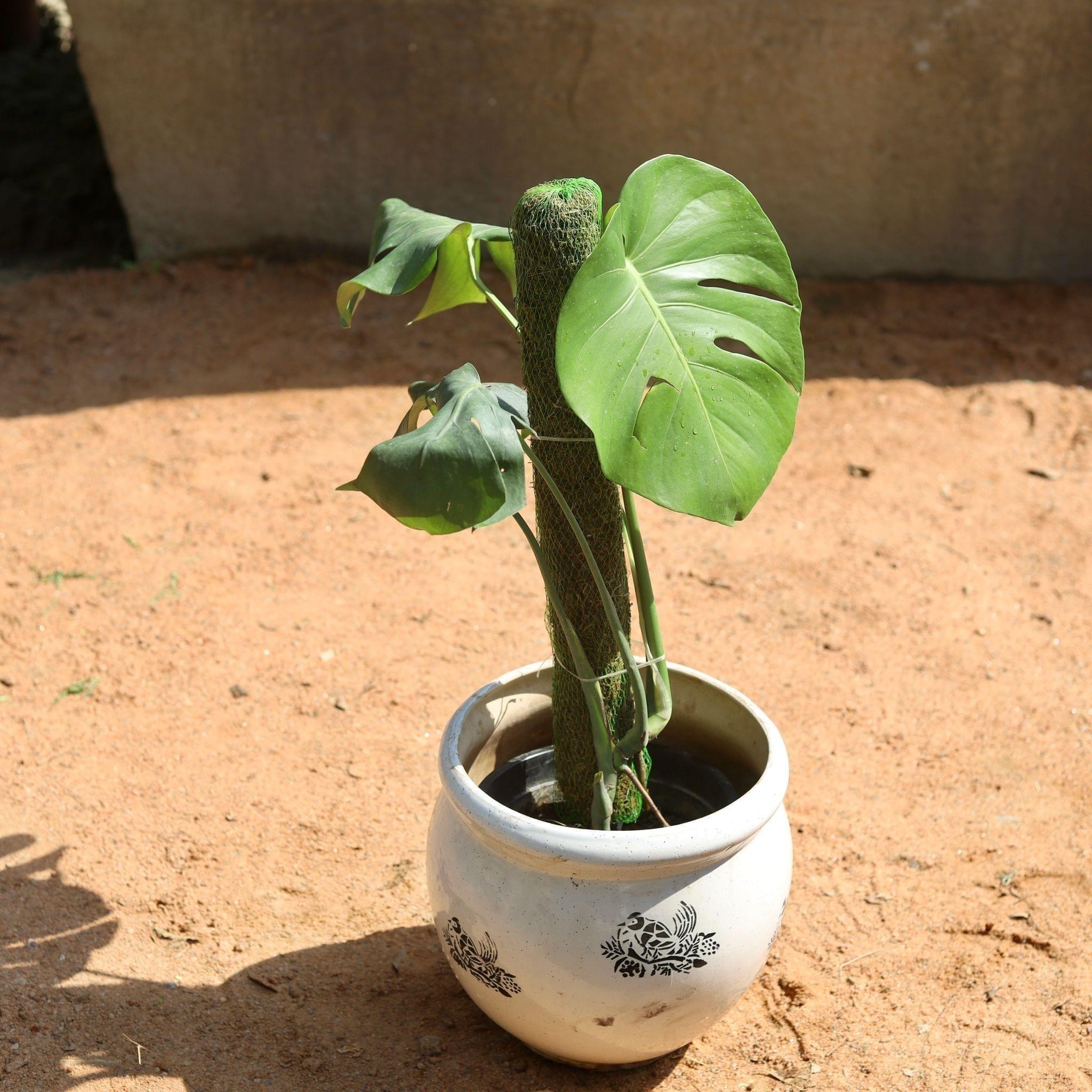 Monstera with 2 Ft. Moss Stick in 10 Inch Matka Ceramic Pot (Any Design)