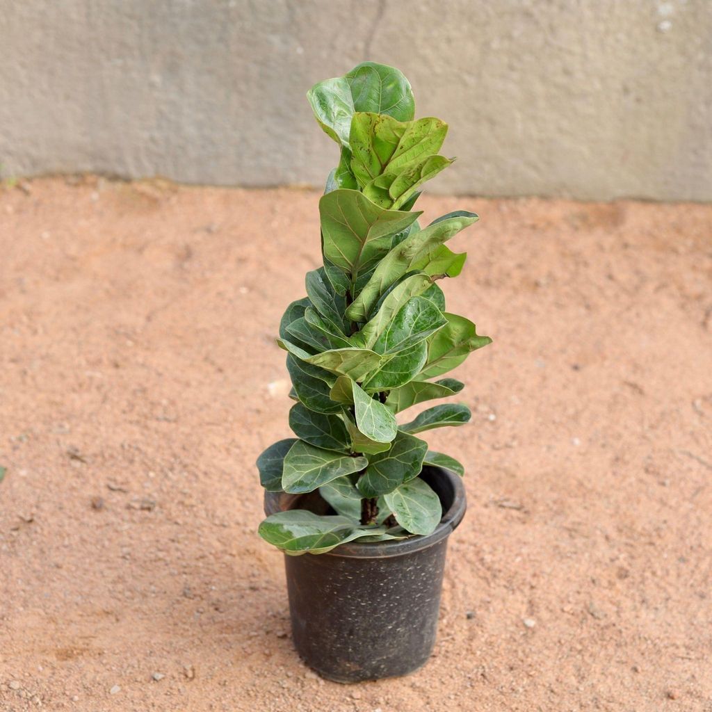 Fiddle Leaf Fig / Ficus Lyrata in 8 Inch Nursery Pot