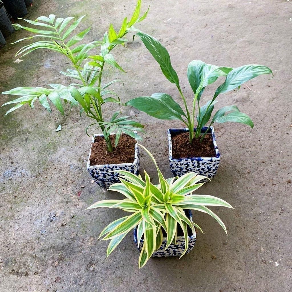 Buy Air Puriying Combo - Set of 3 - Peace Lily, Chamaedora Palm & Song Of India in 6 Inch Blue Designer Square Ceramic Pot Online | Urvann.com Indoor Premium Air Purifying Combo - Set of 3 - Peace Lily, Chamaedorea Palm & Song Of India in 6 Inch Blue Designer Square Ceramic Pot