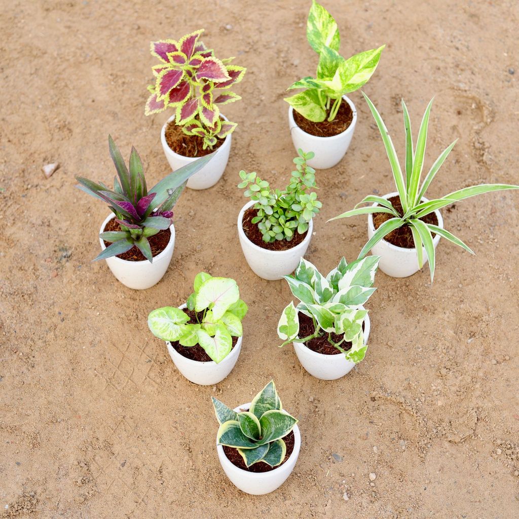 Balcony Table Top Special - Set of 8 - Snake Yellow Dwarf, Syngonium Golden, Money Plant N'joy, Coleus (any colour), Money Plant Green, Rhoeo / Durangi, Bangalorey Jade & Spider in 4 Inch Classy White Cup Ceramic Pot