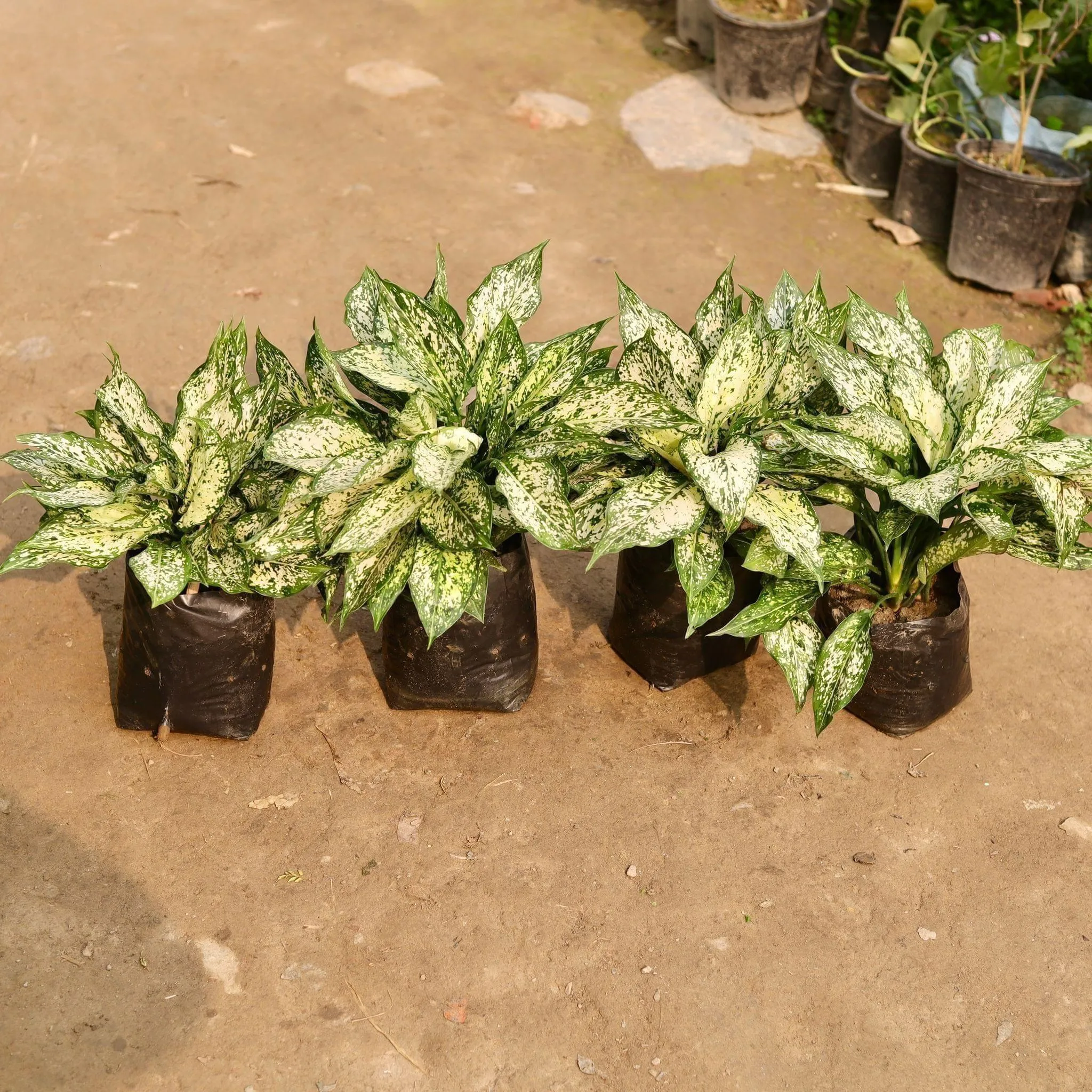 Set of 4 - Aglaonema Snow White in 7 Inch Nursery Bag