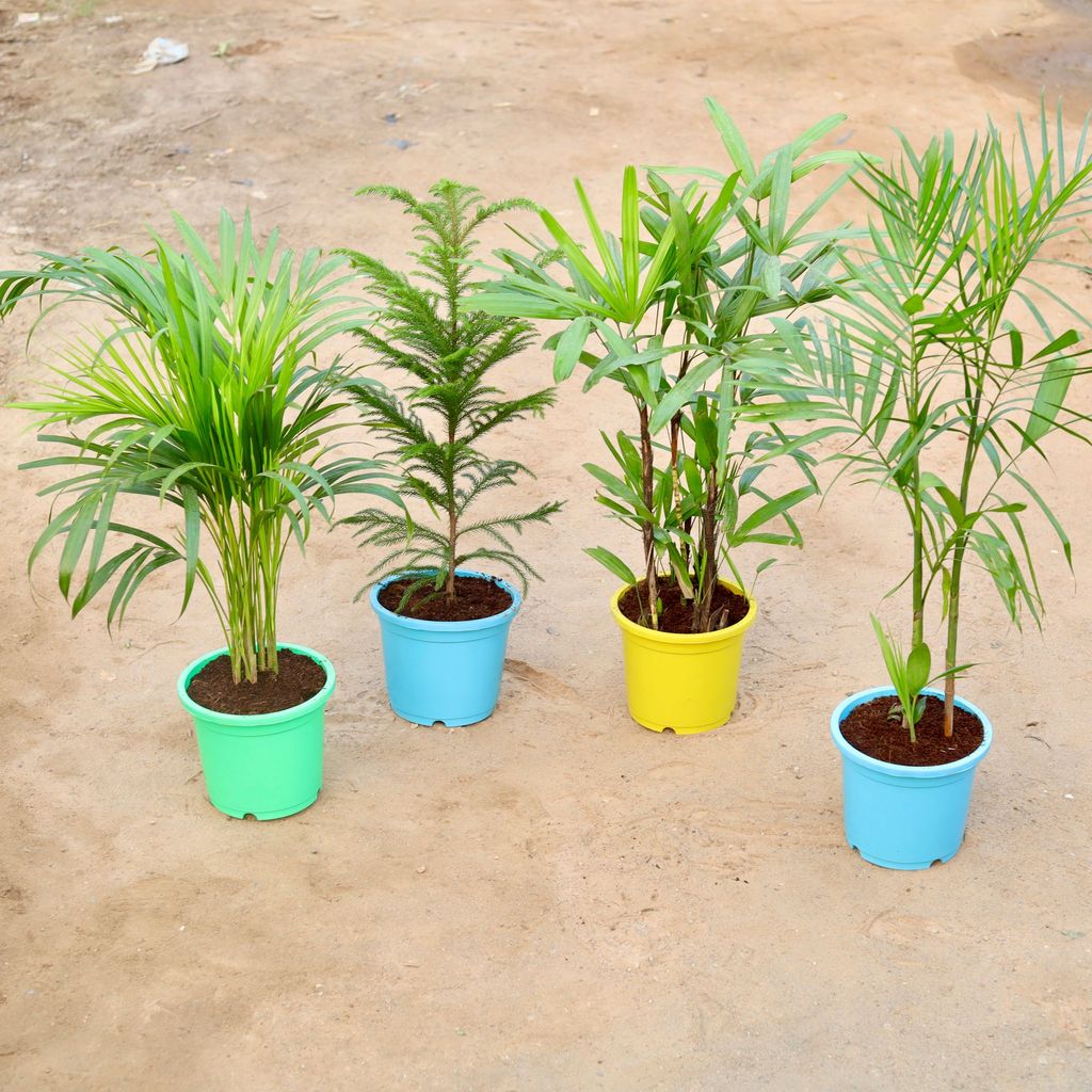 Set of 4 - Areca Palm, Araucaria / Christmas Tree, Raphis Palm & Bamboo / Cane Palm in 9 Inch Colourful Nursery Pot