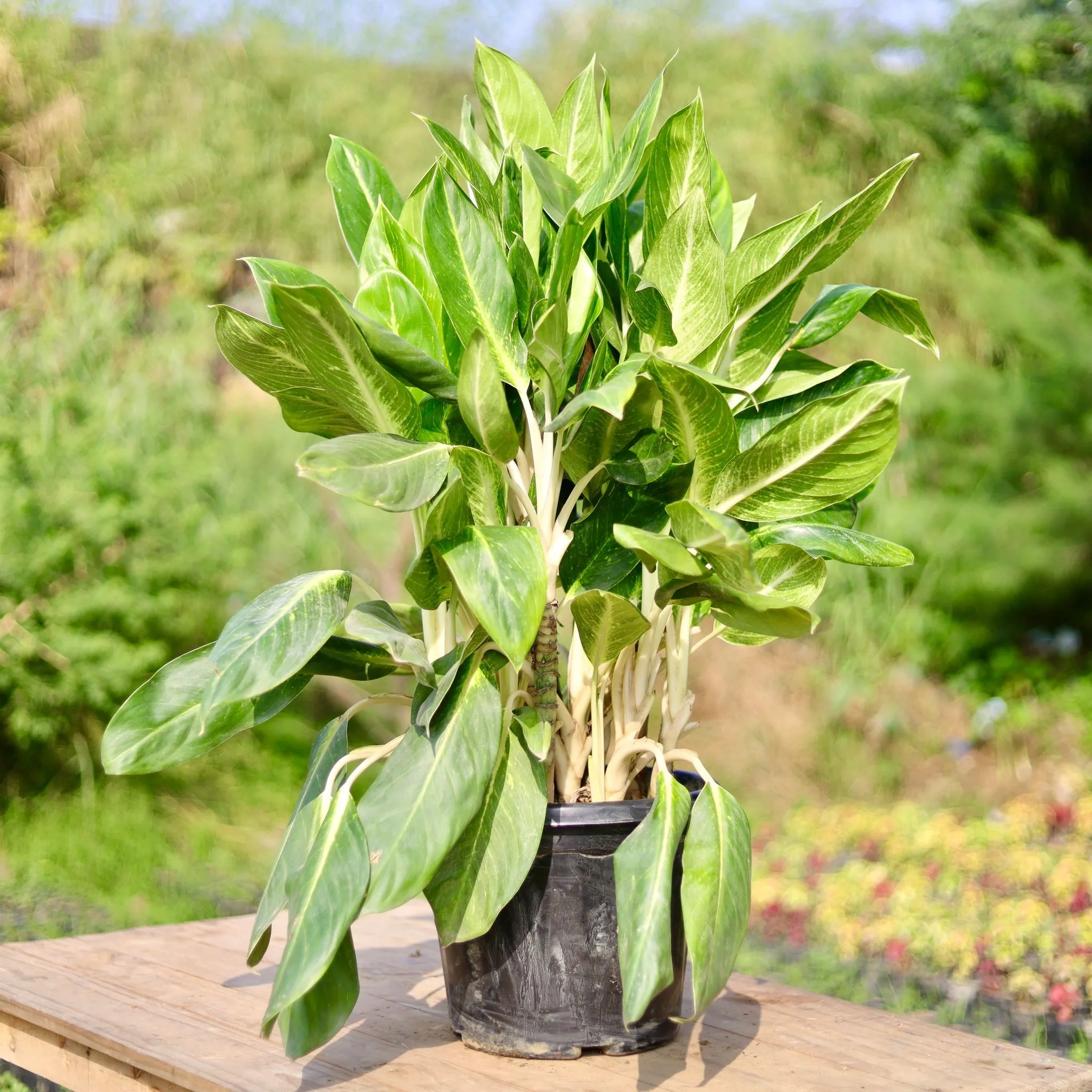 Aglaonema Mother in 12 Inch Black Nursery Pot