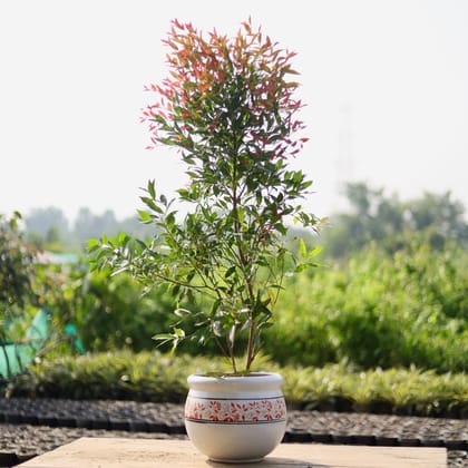 Buy Syzygium (~ 2 Ft) in 12 Inch Classy White Handi Designer Ceramic Pot (any design) Online | Urvann.com