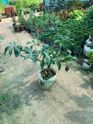Buy Thai Mango (all Seasons) in 10 Inch Nursery Bag Online | Urvann.com