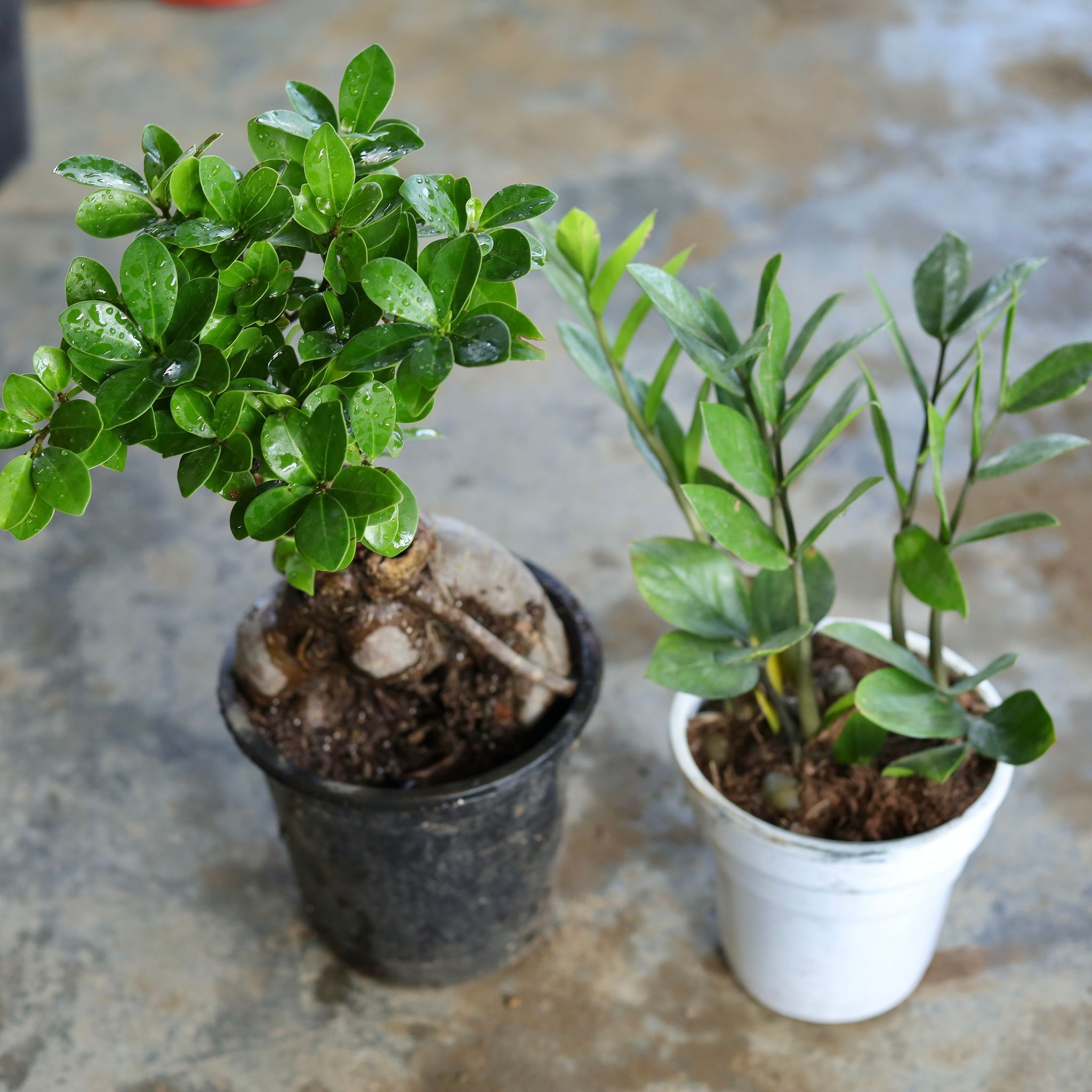 Set of 2 - Ficus Bonsai, ZZ Plant in 6 Inch Nursery Pot