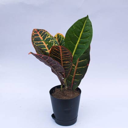 Croton Petra in 4 Inch Florence Self Watering Pot
