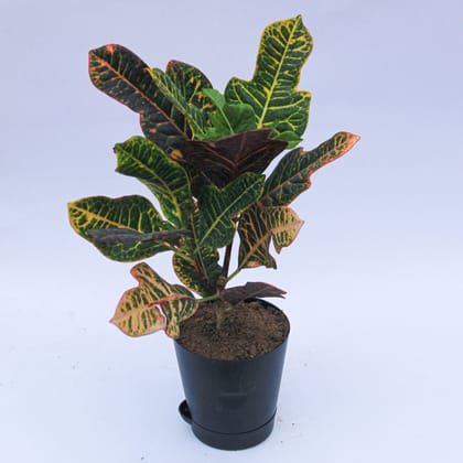 Croton Oakleaf in 4 Inch Florence Self Watering Pot