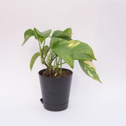 Money Plant Green in 4 Inch Florence Self Watering Pot