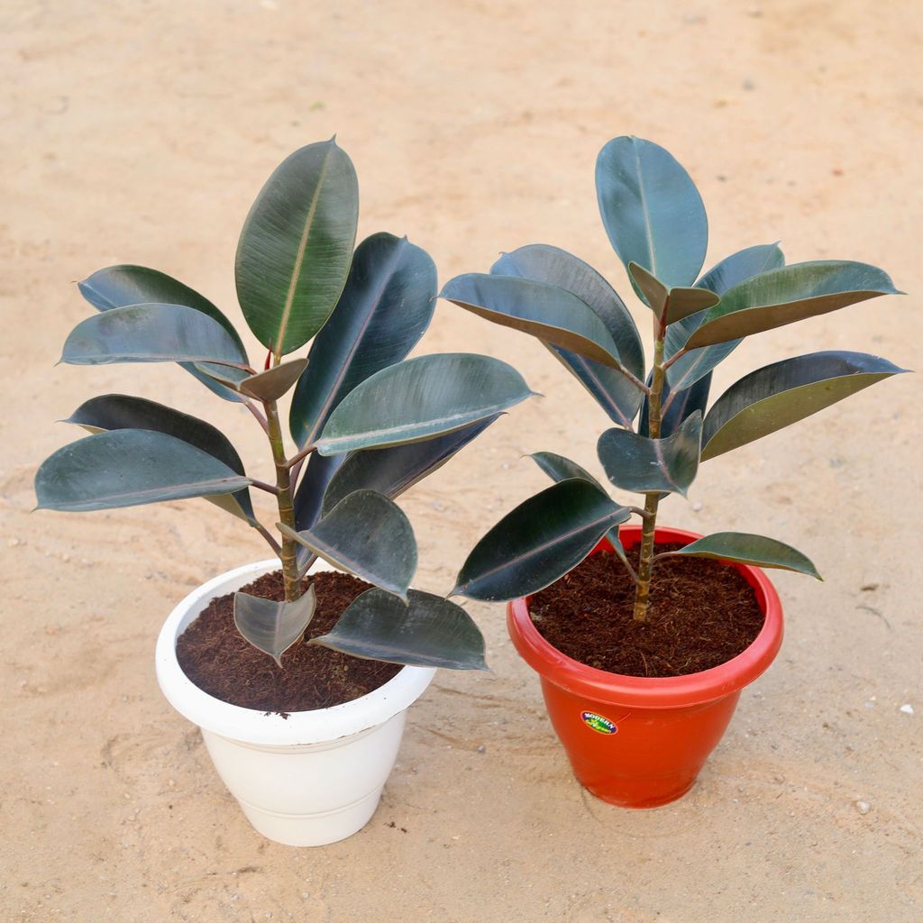 Buy Set of 2 - Rubber Plant Black (~ 1-2 ft) in 10 Inch Classy Plastic Pot (any colour) Online | Urvann.com Set of 2 - Rubber Plant Black (~ 1-2 ft) in 10 Inch Classy Plastic Pot (any colour)