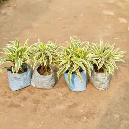Buy Set of 4- Song of India 3 in 1 in 8 Inch Nursery Bag Online | Urvann.com