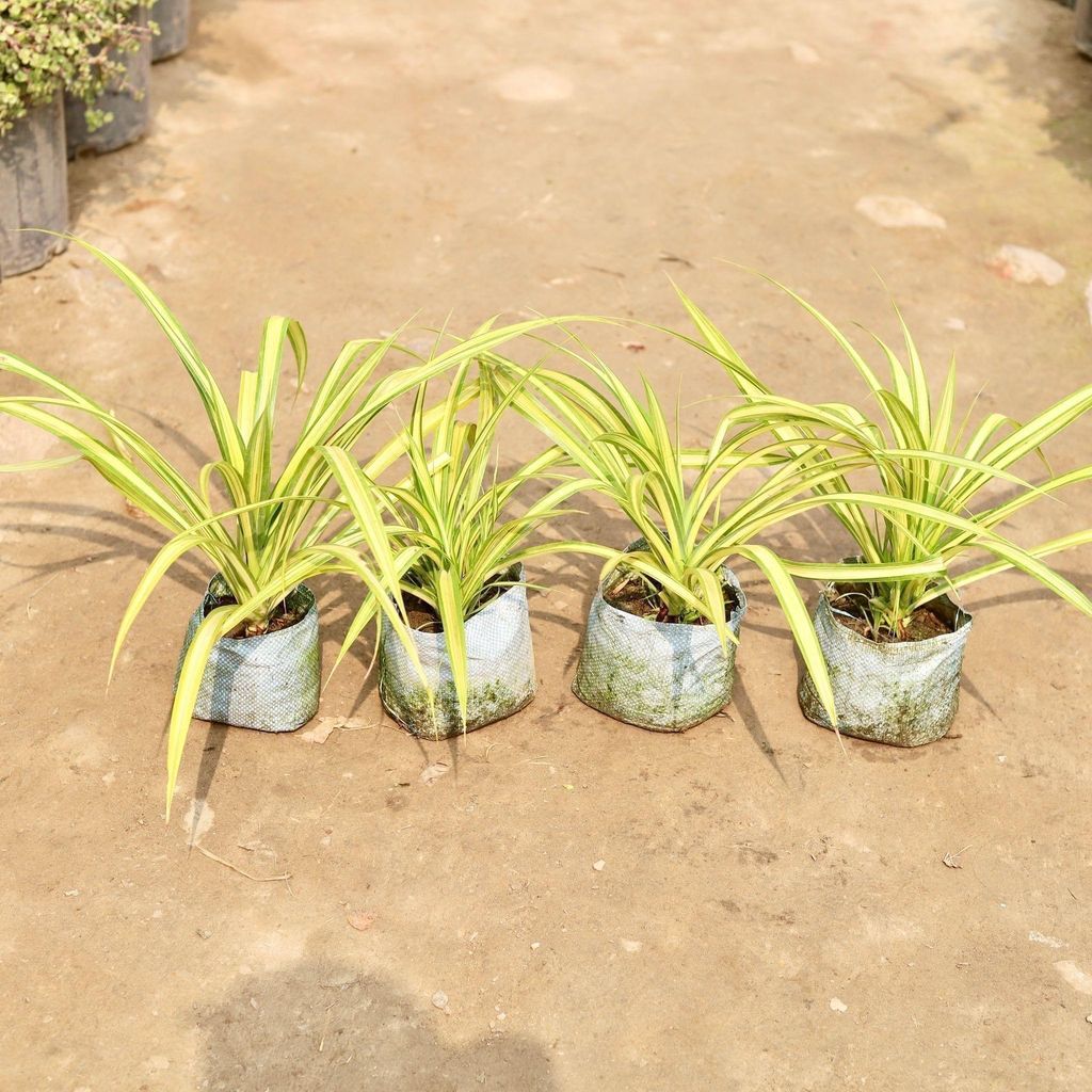 Set of 4 - Golden Spider in 8 Inch Nursery Bag