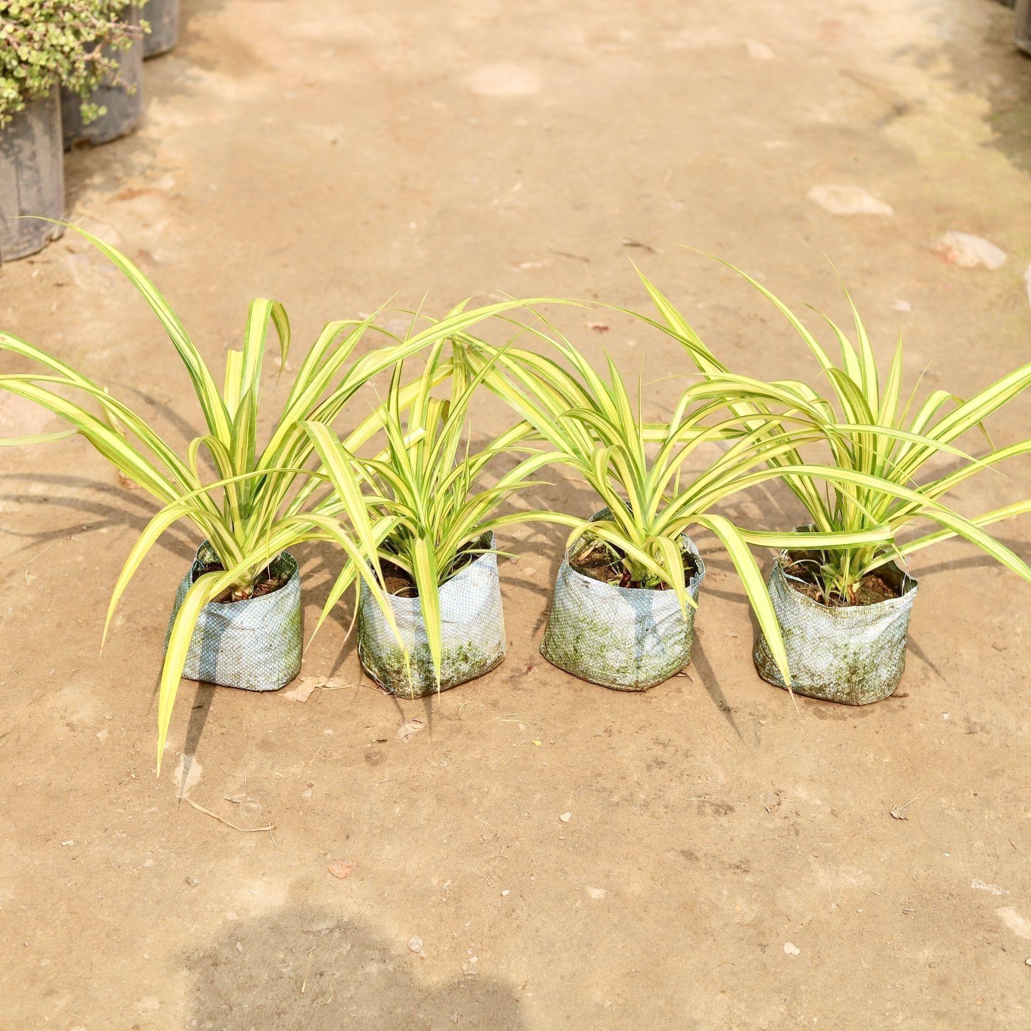 Set of 4 - Golden Spider in 8 Inch Nursery Bag