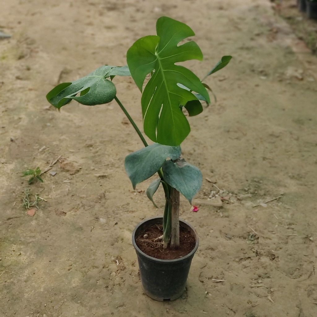 Buy Monstera Deliciosa in 10 Inch Plastic Pot Online | Urvann.com Monstera Deliciosa in 10 Inch Nursery Pot