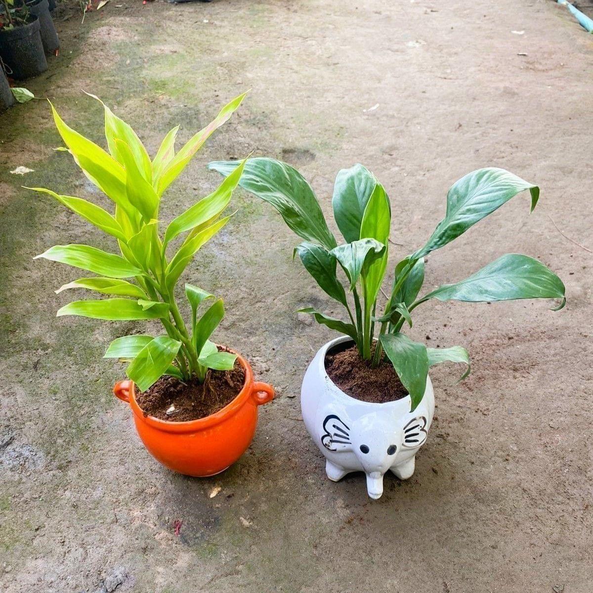 Set of 2 - Lucky Bamboo & Peace Lily in 6 Inch Handi & Elephant Designer Ceramic Pot (colour & Design may vary)