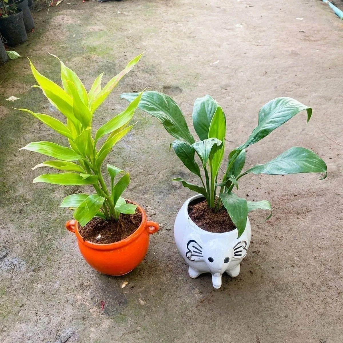 Set of 2 - Lucky Bamboo & Peace Lily in 6 Inch Handi & Elephant Designer Ceramic Pot (colour & Design may vary)