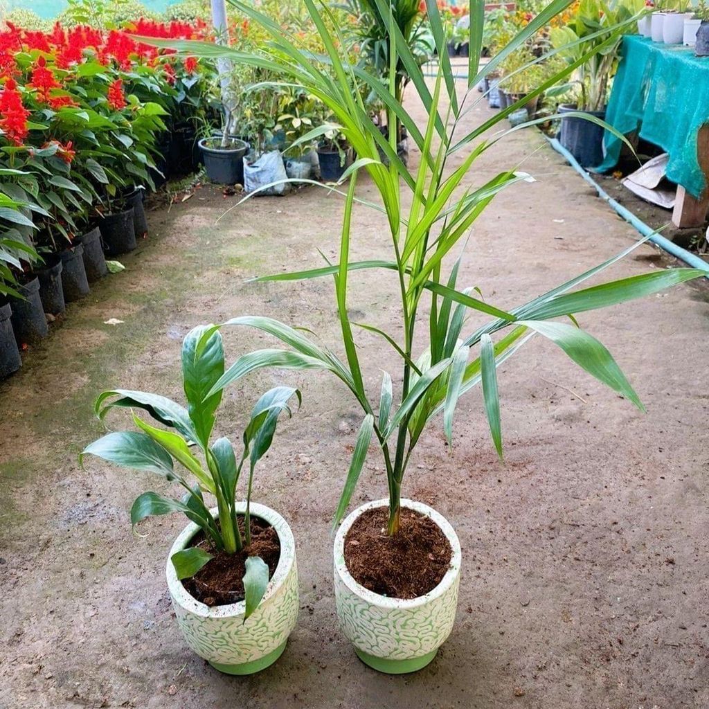 Set of 2 - Air Purifying Plants (Peace Lily & Cane Palm) in 6 Inch Designer Round Ceramic Pot (colour & Design may vary)