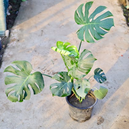 Buy Monstera Deliciosa in 10 Inch Nursery Pot Online | Urvann.com