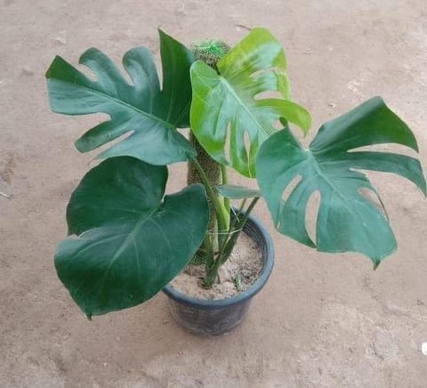 Monstera Deliciosa in 8 inch Nursery Pot